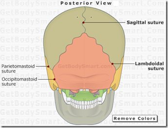 Sutures of the skull & Frontanelle base of mandible diagram 